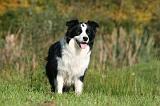 BORDER COLLIE 1339